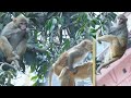 Monkey Video Animals Video Monkey Sex