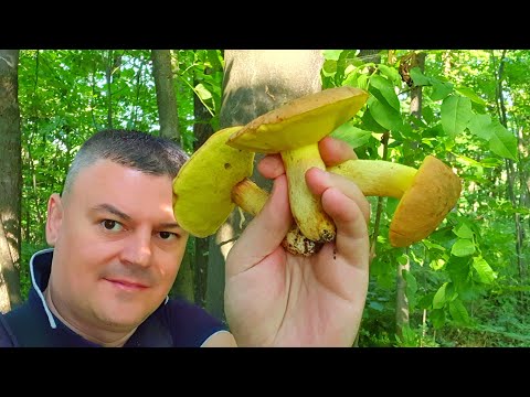 ŽutoNogi / Prosti Vrganj - Lat. Hemileccinum impolitum