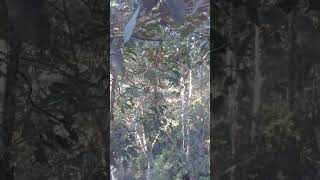 Download lagu Suara kijang asli di hutan liar..#part2.. (day2) mp3