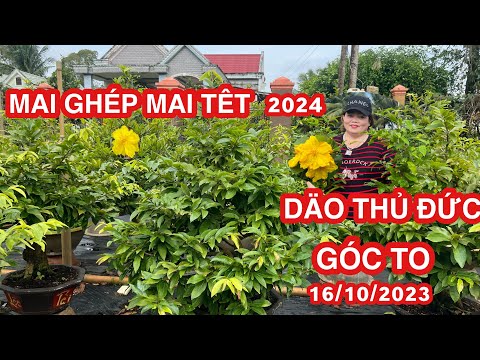 Vườn mai Huỳnh Dung ☎️Zalo 0987996488-0746796499 mai ghép góc to Dảo thủ Đức ngày 16/10/2023