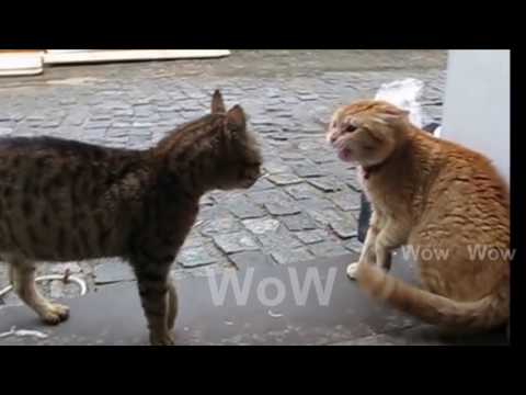 Cat Wow - Owen Wilson