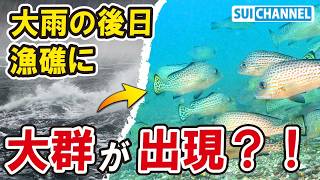 大雨の後に自作の漁礁を見に行ったら…魚の大群に占拠されていた！