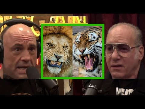 Joe Rogan: Lions VS Tigers - Who is the real king? - Andrew Dice Clay | JRE #1989