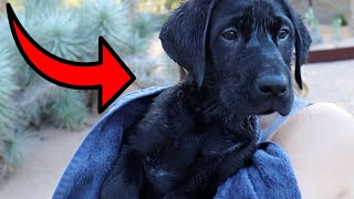 Labrador Puppy Learns To Swim!!