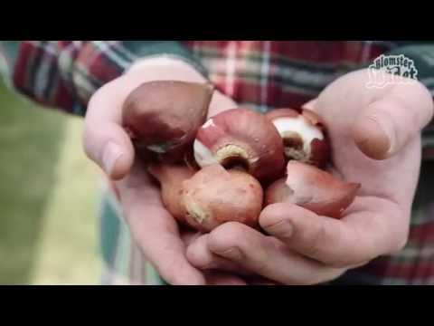 Plantera tulpanlök - gör så här