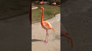 SD ZOO 2019 number 1