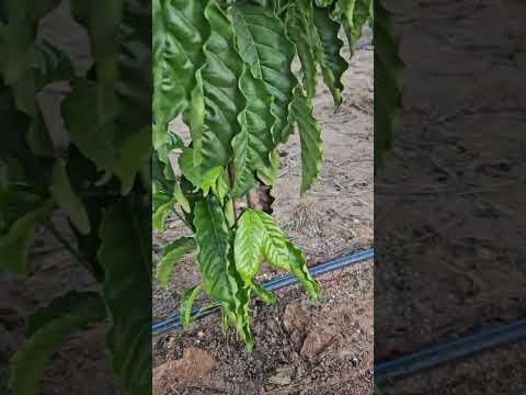 lavoura do Nilton em rondolandia mato grosso