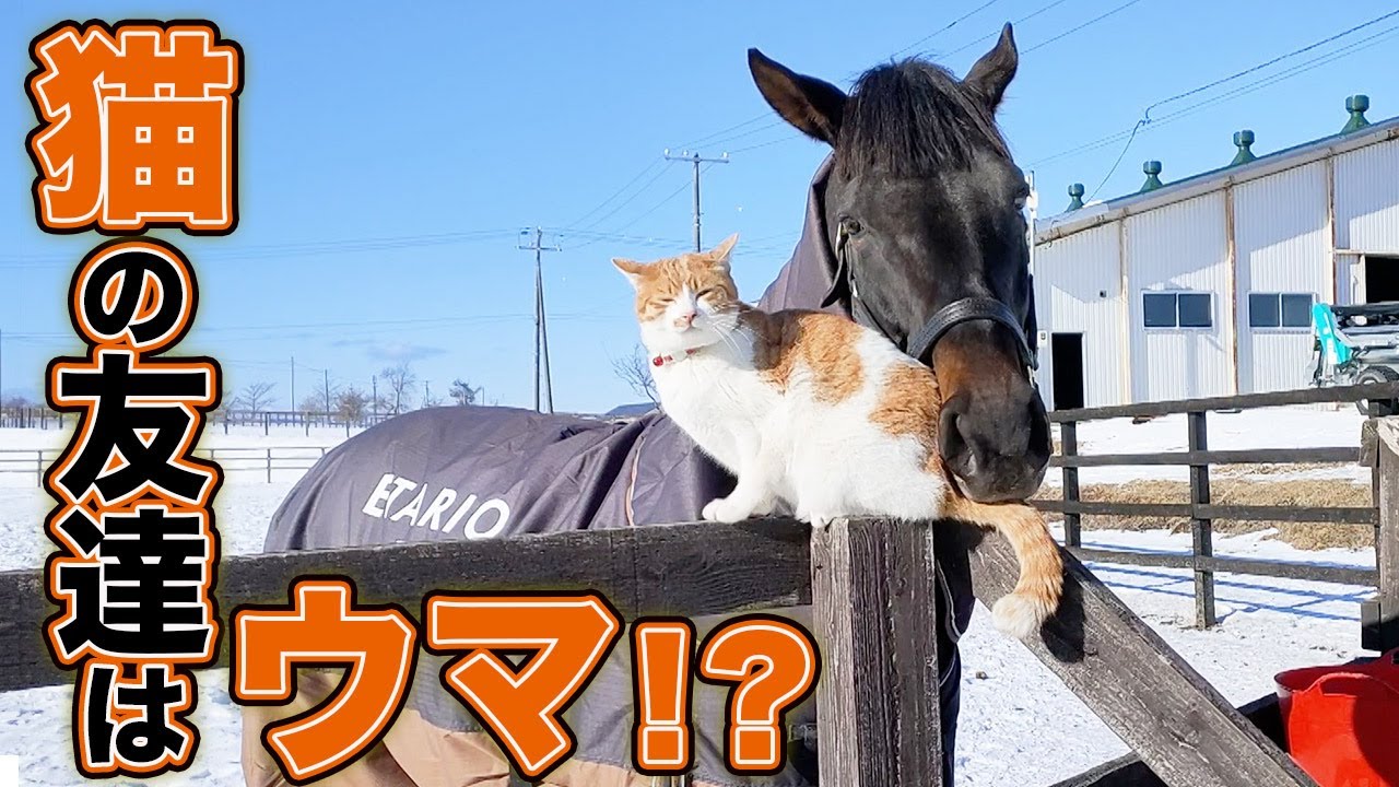 A cat living on a farm in Hokkaido is best friends with a horse / A northern cat that looks great...