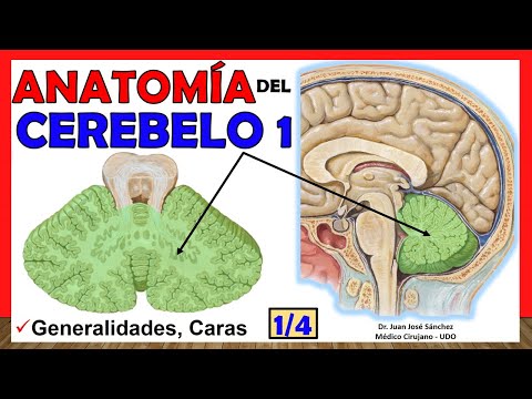 🥇 Anatomy of the CEREBELLUM 1/4. (Generalities, Faces) Simple Explanation!