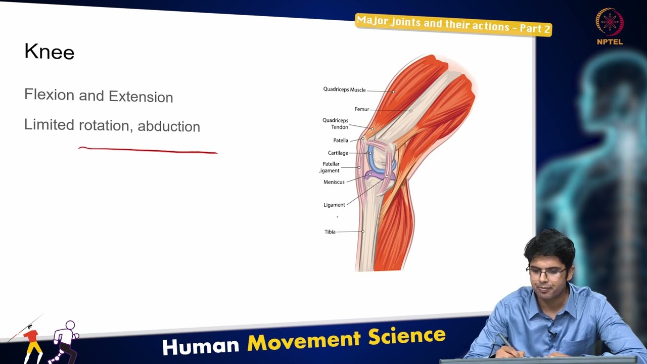 Major joints and their actions - Part 2