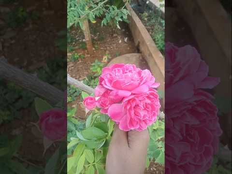 my garden rose🌹🌹🌹 flower #flowers #trending #shorts