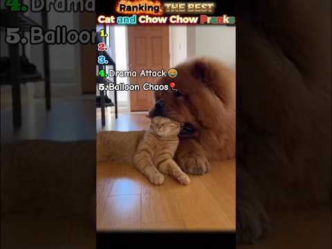 Ultimate Cat vs Dog Prank War 🔥|PART2|