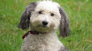 Tuppy - Miniature Poodle x - 3 Week Residential Dog Training