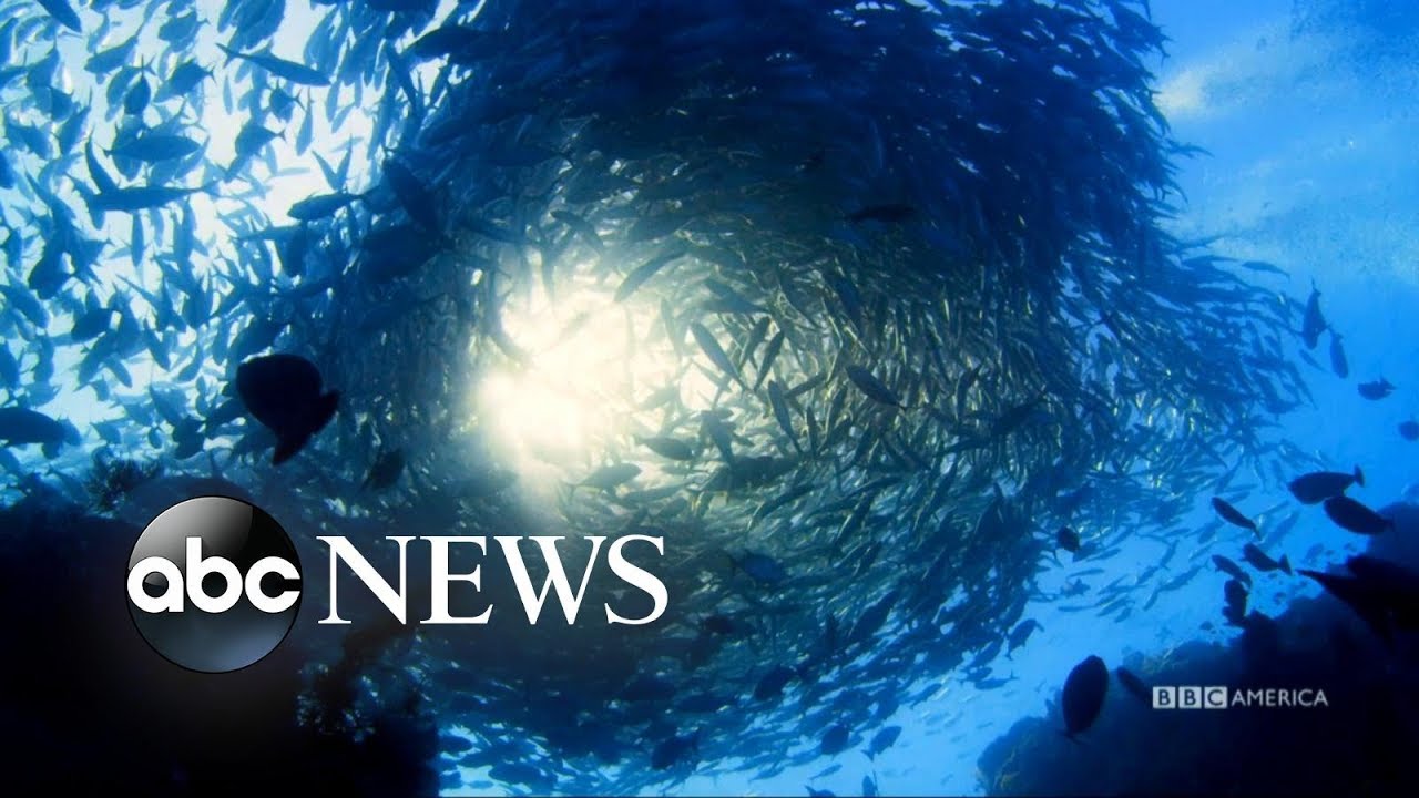 Show explores the world beneath the ocean's surface