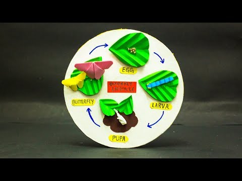 School Science Projects | Life Cycle of Butter Fly Model