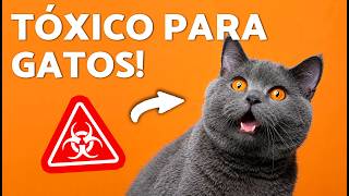 10 COISAS que podem ENVENENAR seu GATO ☢️ Isso pode matar seu gato!
