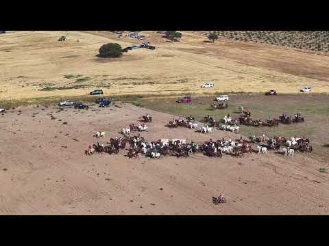 Encierro de campo de Fuentepelayo (Segovia)