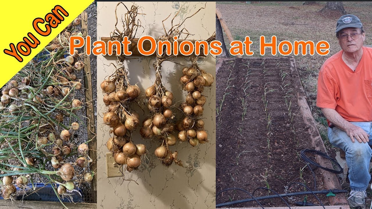 Quickly planting onions with this simple tool you can make