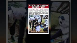 Perché i custodi si vestono da panda?