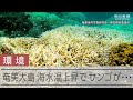 奄美大島のサンゴ　白化現象が発生