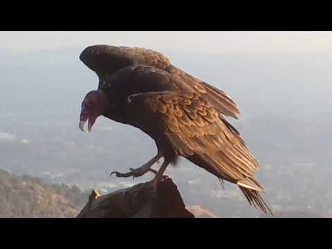 A Turkey Vulture Feeding In The Angeles National Forest
