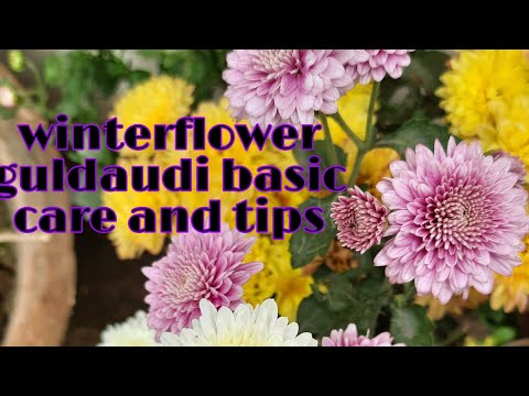 || Winter flower|| #care #Guldaudi flower, basic care for 100s of flower...