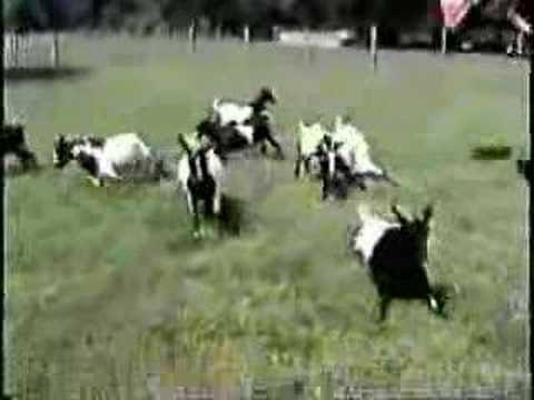 Myotonic "Fainting" Goats