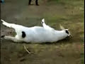 Myotonic "Fainting" Goats