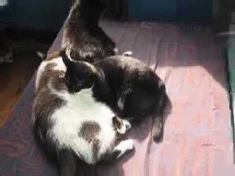 cats in love- to "hey Ya" by edibleRed