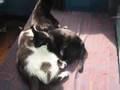 cats in love- to "hey Ya" by edibleRed