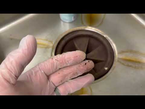 InSinkErator a Breeding Ground for Fruit Flies in Jackson, NJ