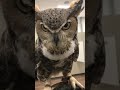 The call of a great horned owl