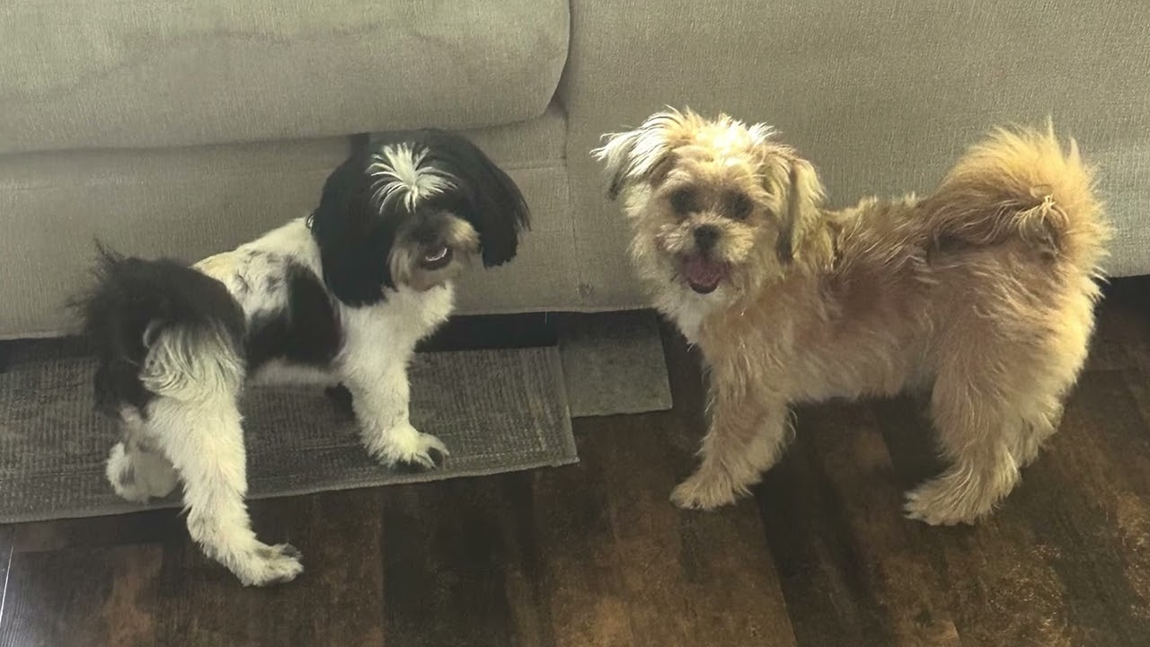 Enlarge Georgie Porgie, an adopted Shih Tzu in Humble, TX video 4/6