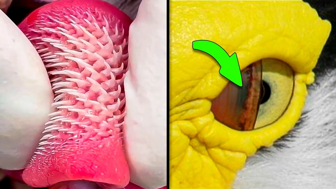 22 COISAS CURIOSAS QUE VOCÊ NÃO SABIA HÁ 5 MINUTOS