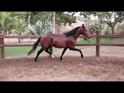 LOTE 27 HABILIDOSO IPANEMA BOM CABOCLO