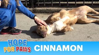 Abandoned PitBull has a WEIRD story... what do you think?