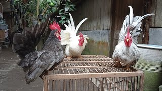 Download lagu Kate MATARAMAN || Jenis-Jenis Ayam KATE ?? mp3