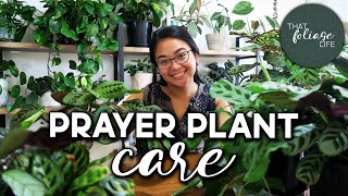 Prayer Plant Care (Calathea, Maranta, Ctenanthe, and Stromanthe)