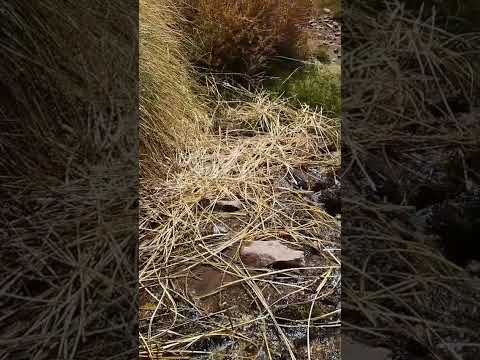 Hermoso sonidos🎵🔉 de la naturaleza💚🐦🏞🌳. Malargüe Mendoza 🇦🇷#paseo👨‍👩‍👧‍👦 #paratiiiiiiii #viraaaaalll