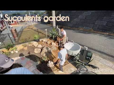 セダム 多肉植物 開花植物 2022