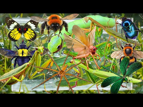 Wild Bug Hunting: Snakehead Caterpillars, Giant Grasshoppers, Angry Bees, Praying Mantises & More