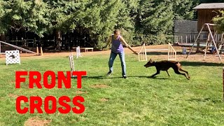 How To Train An Agility Front Cross
