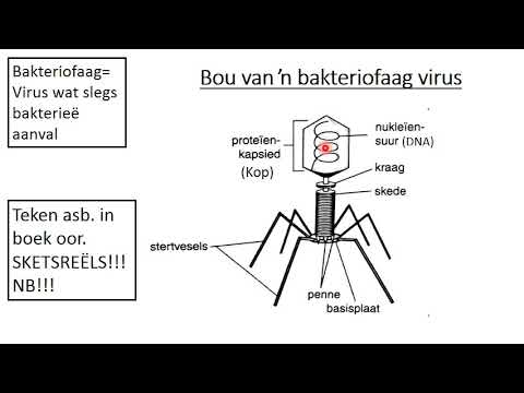 Lewenswetenskap GRAAD 8: 8 Mei 2020 - periode 7 (08087)