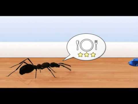 Myrdosa Bayer Garden Myrr 2-Pack