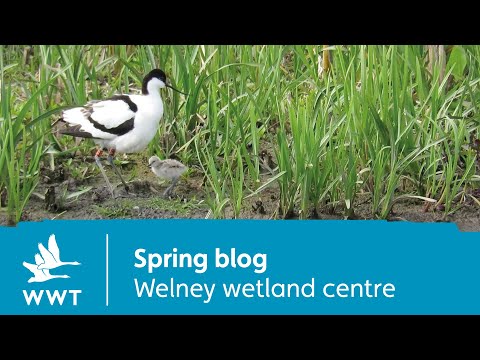 Spring blog | Welney wetland centre | WWT