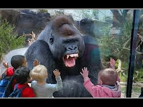 NAPADI Životinja U Zoo Vrtu - [Kompilacija Videa]