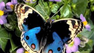 Un Cuento para mi nino.m4v