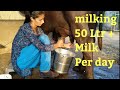 Buffalo Milking Evening Schedule Village Life Vlogs