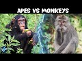 What Is The Difference Between Apes And Monkeys
