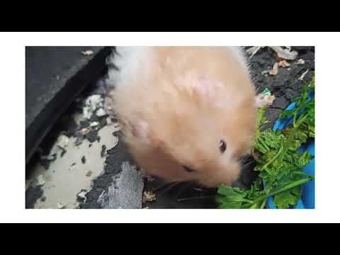 Pablo ran away. Found after 3 days. Stuffing food so passionately ❤️